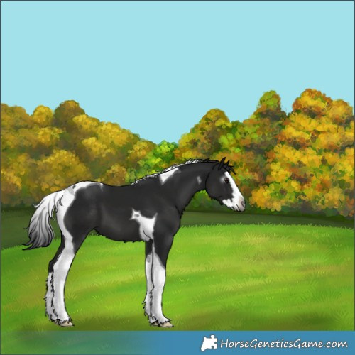 Horse Color:Gray Black Splash Tobiano Varnish 