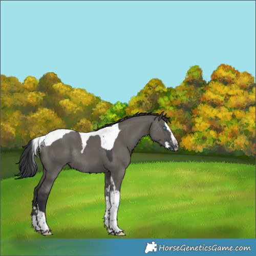Horse Color:Grullo Splash Tobiano Rabicano