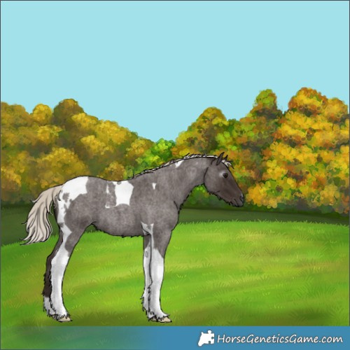 Horse Color:Gray Silver Blue Roan Tobiano 