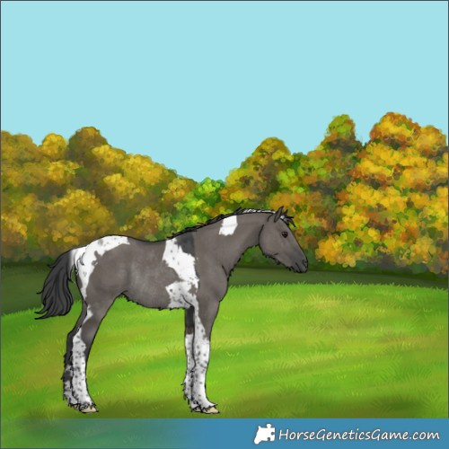 Horse Color:Grullo Tobiano Rabicano 