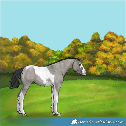 Horse Color:Grullo Roan Splash Tobiano 