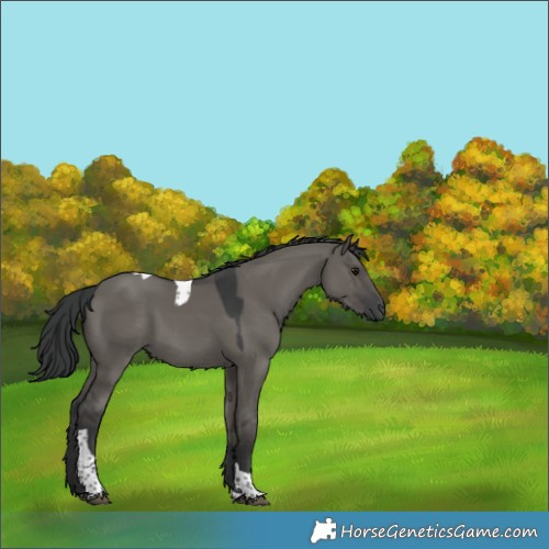 Horse Color:Grullo Tobiano Rabicano 