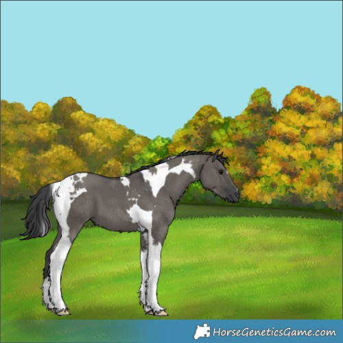 Horse Color:Grullo Tobiano 
