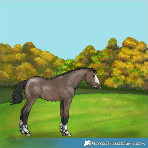 Horse Color:Brown Dun Splash