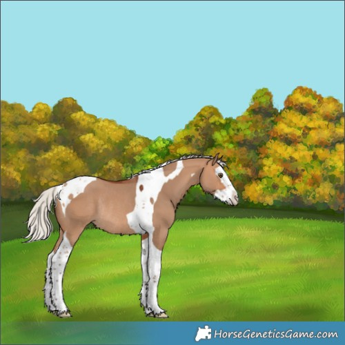 Horse Color:Silver Bay Dun Splash Tobiano Rabicano