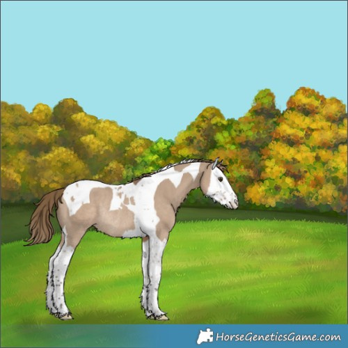 Horse Color:Liver Red Dun Splash Tobiano Rabicano