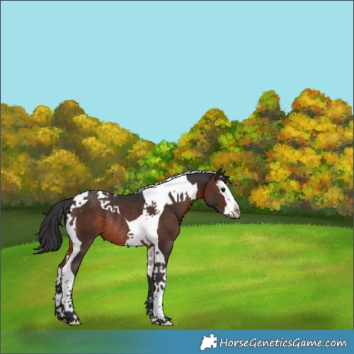 Horse Color:Brown Splash Tobiano Rabicano 