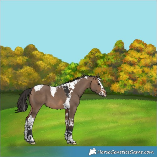 Horse Color:Brown Dun Splash Tobiano