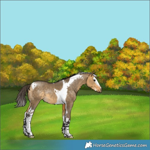Horse Color:Buckskin Dun Splash Tobiano Rabicano