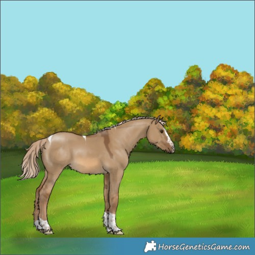 Horse Color:Chocolate Palomino Dun Splash Tobiano Rabicano 