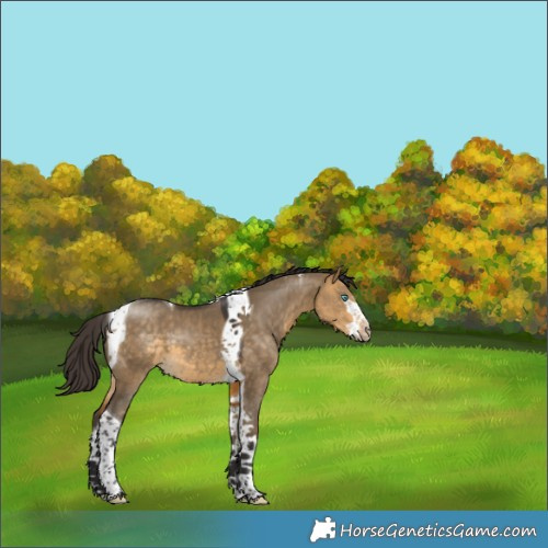 Horse Color:Buckskin Dun Splash Tobiano