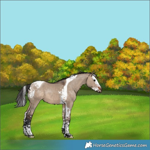 Horse Color:Brown Dun Splash Tobiano
