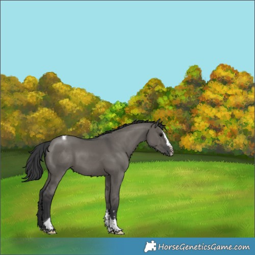 Horse Color:Grullo Splash Tobiano