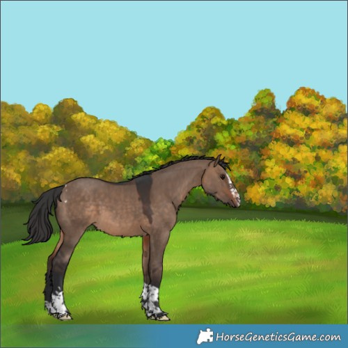 Horse Color:Brown Dun Splash Tobiano Rabicano