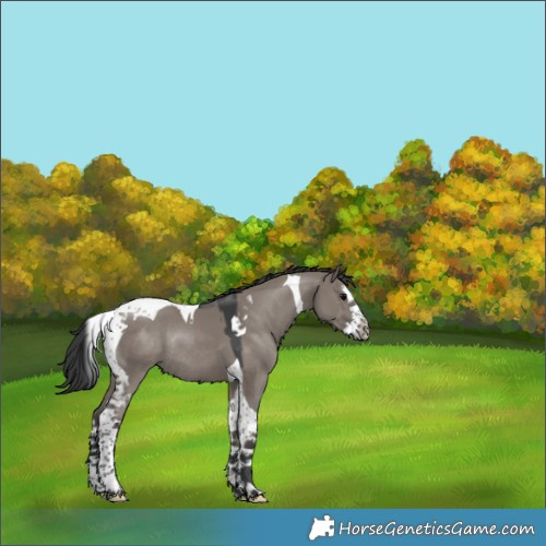 Horse Color:Grullo Splash Tobiano Rabicano