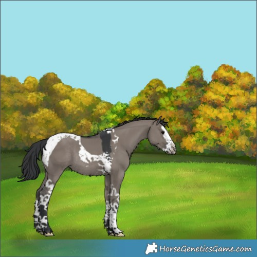 Horse Color:Grullo Splash Tobiano Rabicano 