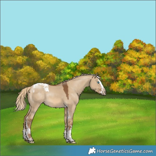 Horse Color:Chocolate Palomino Dun Splash Tobiano Rabicano 
