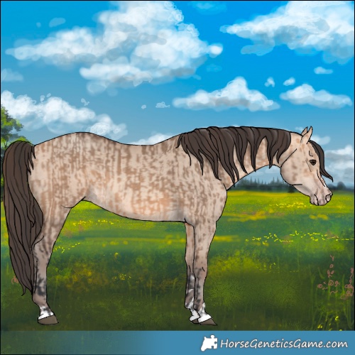 Horse Color:Bay Dun  and Amber Champagne Dun 