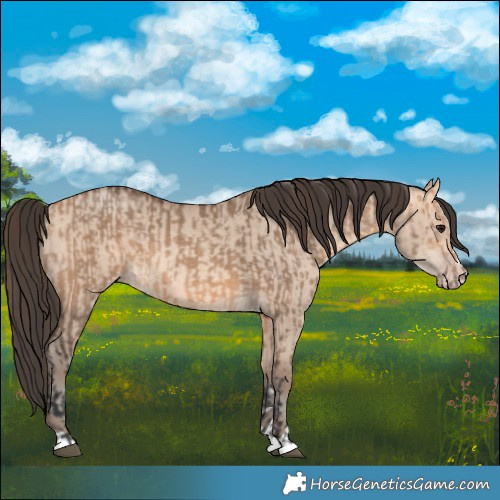 Horse Color:Bay Dun  and Amber Champagne Dun 
