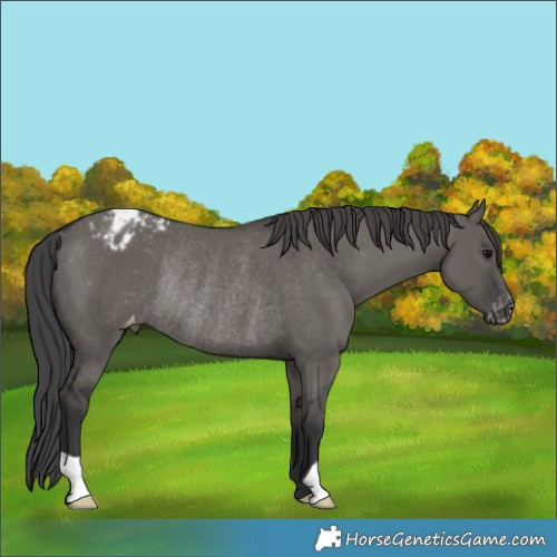 Horse Color:Grullo Appaloosa Rabicano 