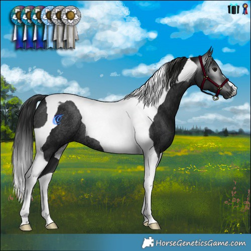 Horse Color:Gray Smoky Black Tobiano Rabicano 