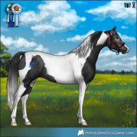 Horse Color:Gray Smoky Black Tobiano Rabicano