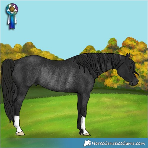 Horse Color:Gray Black Rabicano 