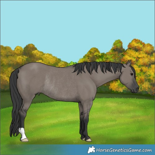 Horse Color:Grullo Rabicano 