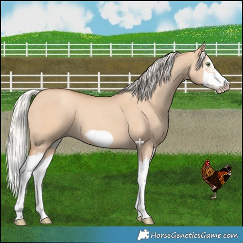 Horse Color:Silver Classic Champagne Dun Splash Frame 