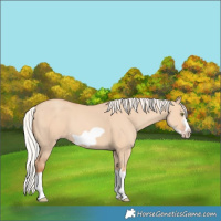 Horse Color:Silver Classic Champagne Dun Splash Frame