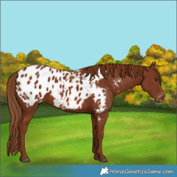 Horse Color:Chestnut Appaloosa 