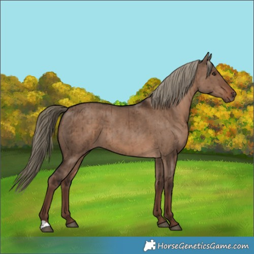 Horse Color:Liver Red Dun Brindle
