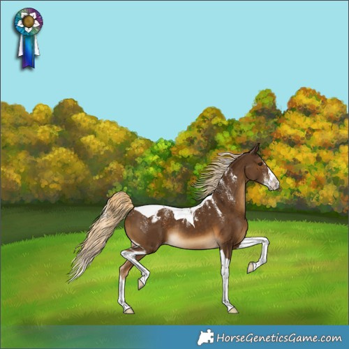 Horse Color:Powder White Chocolate Palomino Splash Tobiano Skewed Appaloosa Rabicano