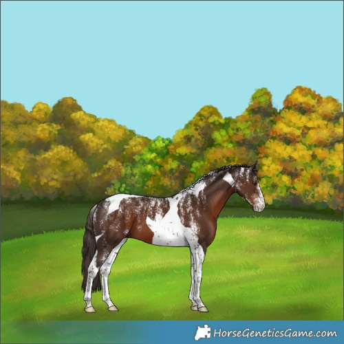 Horse Color:Powder White Liver Chestnut Tobiano