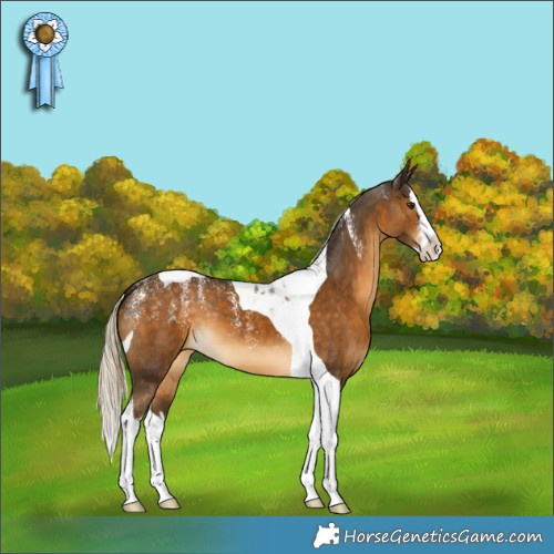Horse Color:Powder White Chocolate Palomino Splash Tobiano