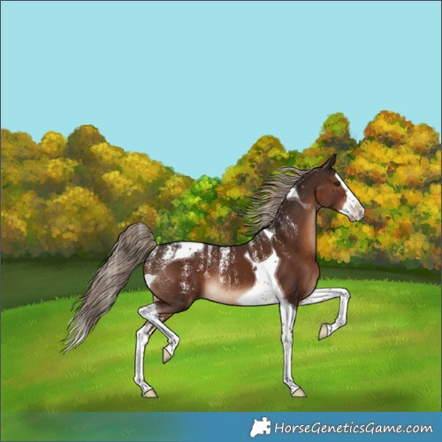 Horse Color:Powder White Liver Chestnut Splash Tobiano Rabicano