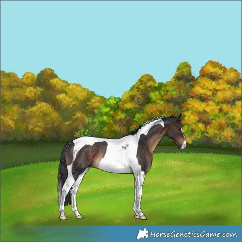 Horse Color:Brown Tobiano Rabicano 