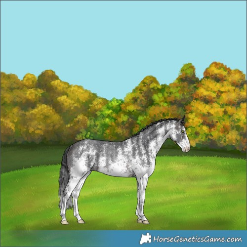 Horse Color:White Spotted Brown Mushroom Rabicano 