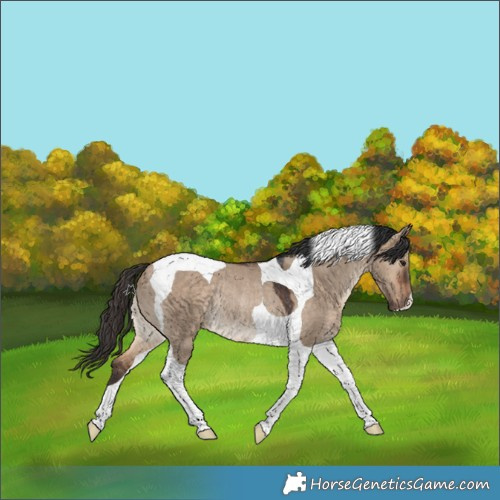 Horse Color:Bay Dun Tobiano Rabicano 