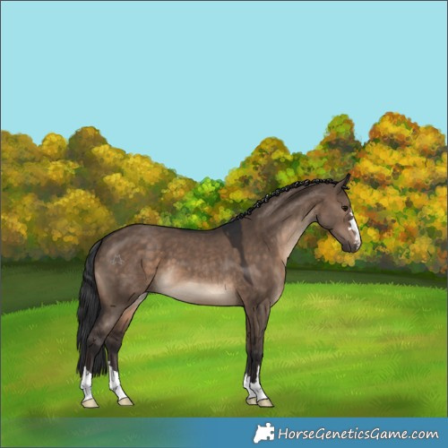 Horse Color:Brown Dun 