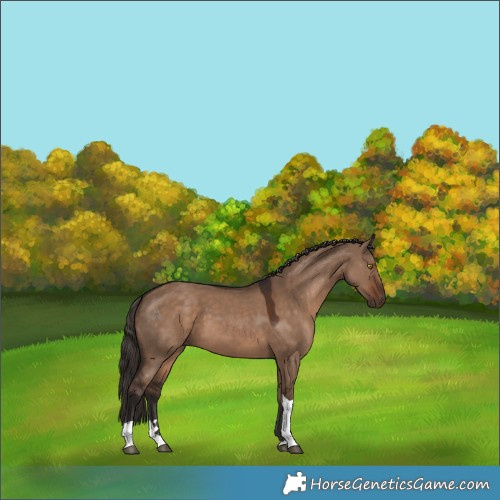 Horse Color:Liver Red Dun Tobiano