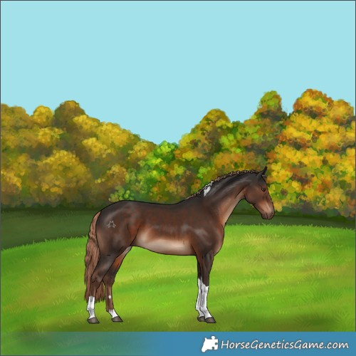 Horse Color:Liver Chestnut Tobiano 