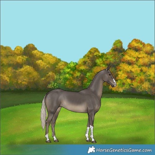 Horse Color:Silver Smoky Black Sabino Tobiano