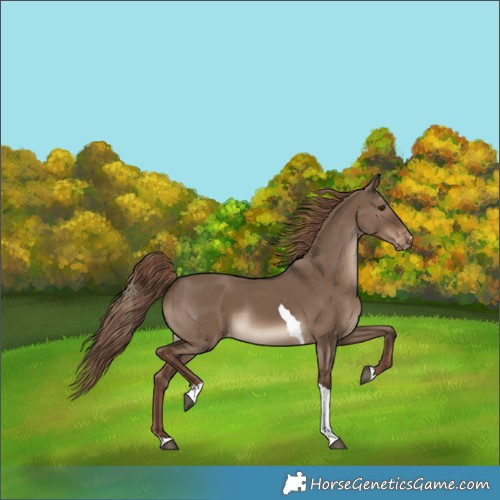 Horse Color:Liver Red Dun Tobiano Skewed Appaloosa Rabicano 