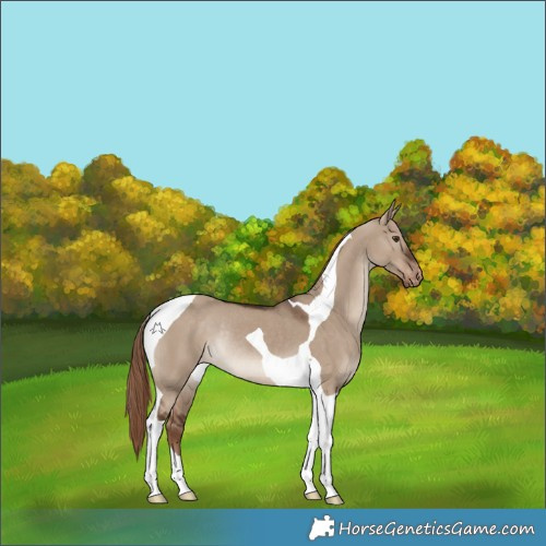 Horse Color:Liver Red Dun Tobiano Skewed Appaloosa Rabicano 
