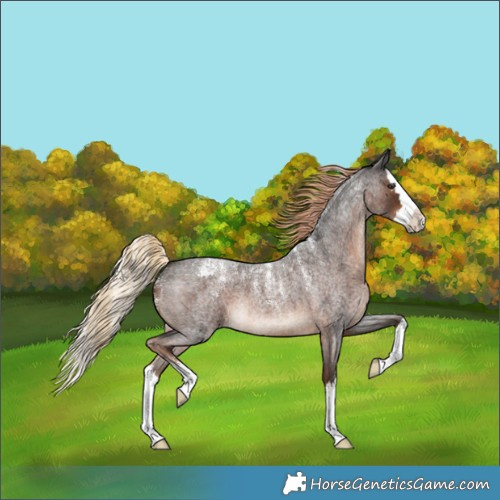 Horse Color:Powder White Liver Red Roan Splash 