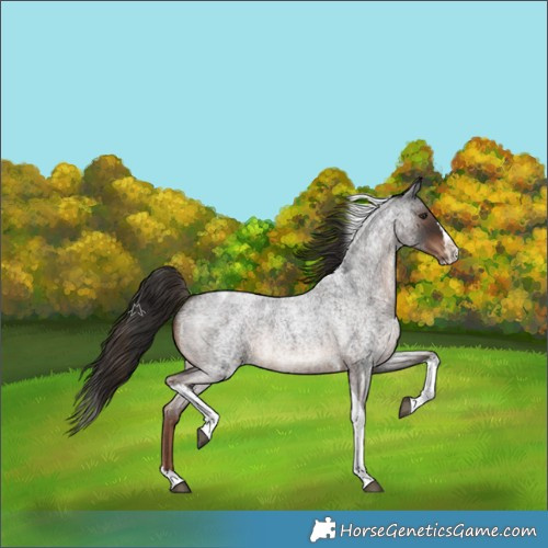 Horse Color:Liver Red Roan Splash Tobiano Rabicano 