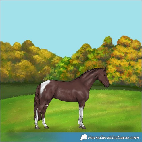 Horse Color:Chocolate Smoky Black Tobiano Rabicano