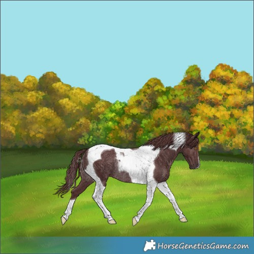 Horse Color:Chocolate Smoky Black Mushroom Tobiano Rabicano 