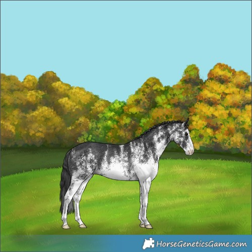 Horse Color:White Spotted Black Mushroom Rabicano